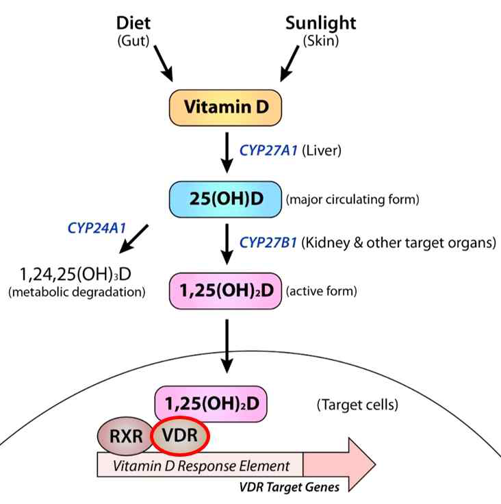 비타민 D의 합성과정 및 작용기전