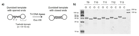 a) 덤벨 템플릿 DNA 제조 및 b) 15% urea-polyacrylamide gel 분석