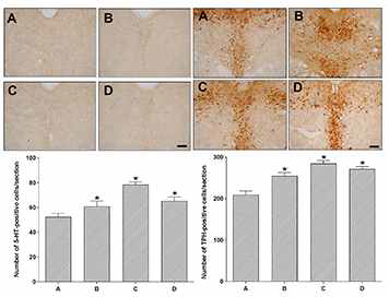 The effect of treadmill exercise on 5-HT (left) and TPH (Right). A, control group; B, low-intensity exercise group; C, moderate-intensity exercise group; D, high-intensity exercise group. Data are expressed as the mean±standard error of the mean.#P<0.05 compared to stress group