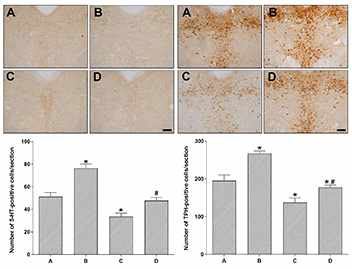 The effect of treadmill exercise on 5-HT (left) and TPH (Right). A, control group; B, control and treadmill exercise group; C, stress-induced group; D, stress and treadmill exercise group. Data are expressed as the mean±standard error of the mean. *P<0.05 compared to control group. #P<0.05 compared to stress group