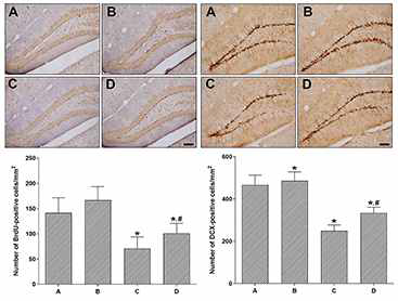 The effect of treadmill exercise on BrdU (left) and DCX (Right). A, control group; B, control and treadmill exercise group; C, stress-induced group; D, stress and treadmill exercise group. Data are expressed as the mean±standard error of the mean. *P<0.05 compared to control group. #P<0.05 compared to stress group