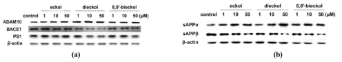 Effects of phlorotannins on expression levels of ADAM10, BACE1, PS1, sAPPα and sAPPβ