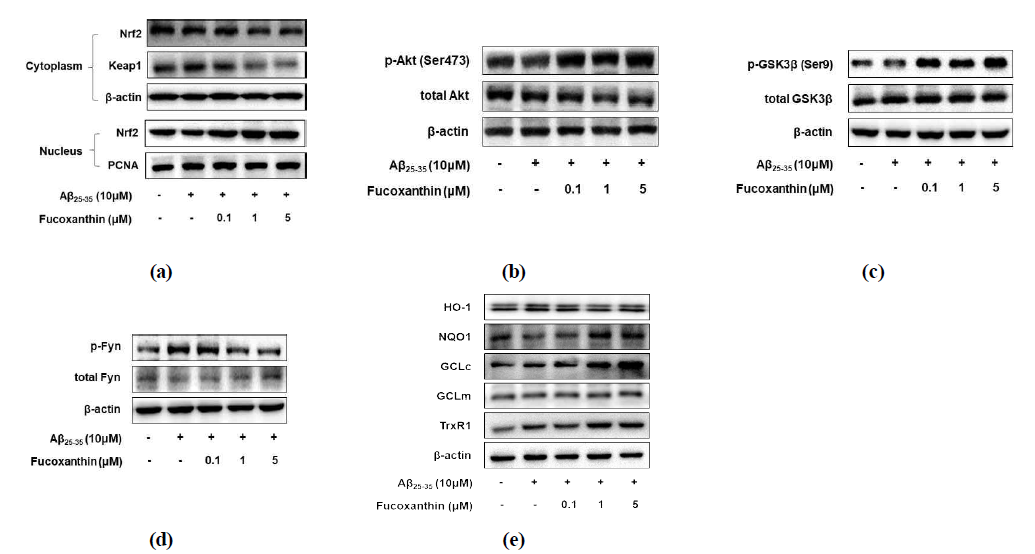 Effects of fucoxanthin on Akt/GSK-3β/Fyn-mediated Nrf2 activation and antioxidant enzymes