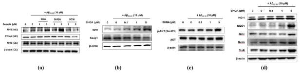 Up-regulatory effect of plastoquinones on Akt/Nrf2-mediated antioxidant enzyme expression