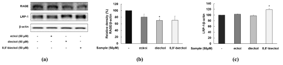 Effects of phlorotannins on RAGE/LRP-1 expression in SweAPP N2a cell