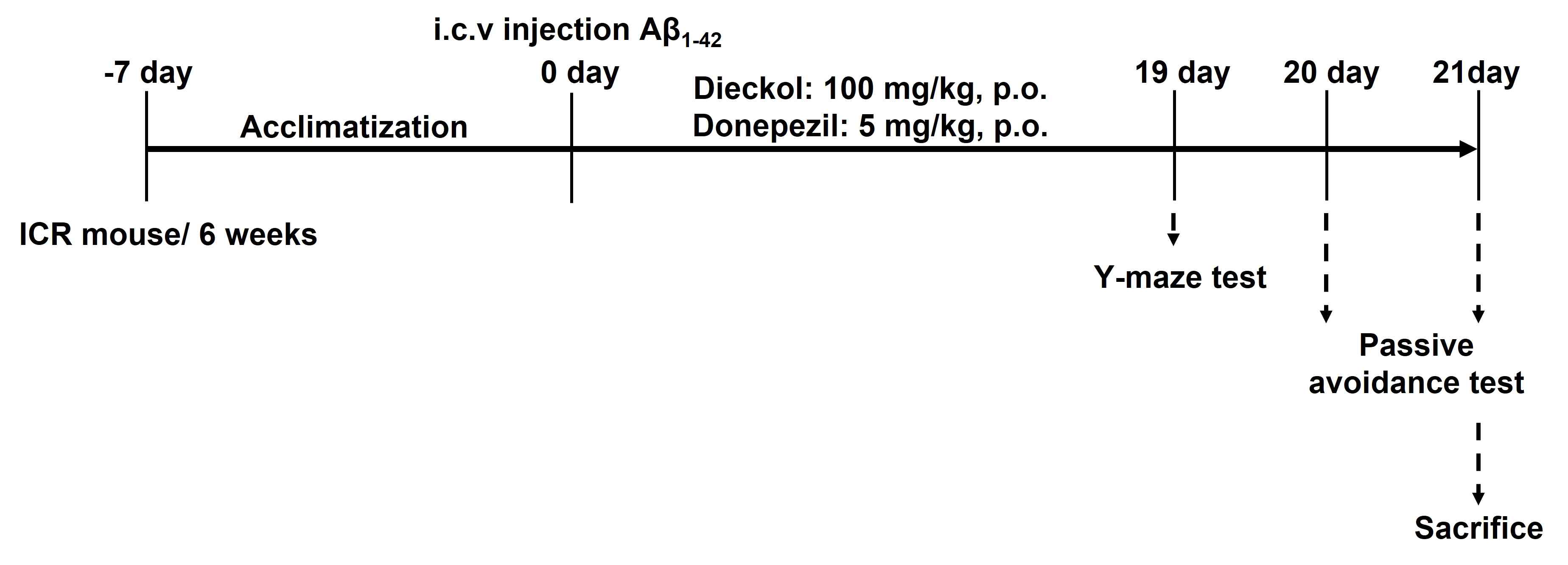 Experimental schedule for the mouse injection with Aβ