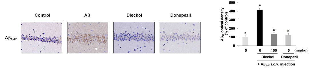 Effects of dieckol on Aβ deposition in Aβ-injected mice