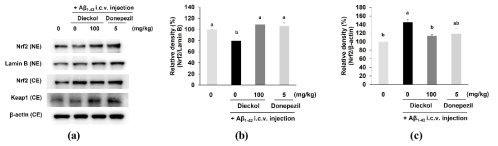 Effects of dieckol on Nrf2/keap1 activation