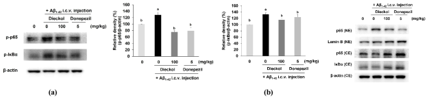 Effects of dieckol on expression of NF-κB/I-κBα