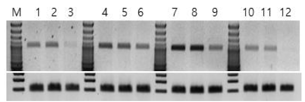 Semi-qPCR 1-3 William82 4-6 Kwangan 7-9 Daewon 10-12 Peking