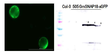 콩의 GmSNAP18-GFP 발현된 애기장대 형질전환체에서 관찰한 원형질체 내의 GFP-fused SNAP18 세포내 위치 확인과 발현된 단백질의 크기가 정상임을 확인