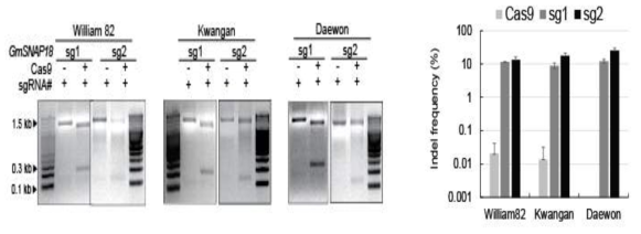 콩에서 GmSNAP18 내의 서열 변이를 유발하기 위한 활성 가이드 RNA를 확보하고 reference genome을 가진 Williams 8.2와 2개의 재배품종에서 유전자가위 활성을 확인 완료