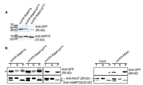 Subcellular expression of RabA1a and its mutants in Arabidopsis. (a) The expressed mYFP-RabA1a, mYFP-RabA1aS27N, and mYFP-RabA1aQ72L proteins were detected with an anti-GFP antibody. The loading amounts were detected with an anti-HSP70 antibody. (b) Subcellular fractionation of mYFP-tagged RabA1a proteins. Membrane association of mYFP-RabA1a and its derivatives were presented with fractionated soluble (s), and pellet (p, membrane) by ultra-centrifugation of total protein (t) extracts from the indicated transgenic plants. Anti-AALP and anti-VAMP722 antibodies were used as an internal control as a soluble and membrane fraction marker, respectively. Col-0 and mYFP-PEN1 transgenic plants were included for the control of fractionation