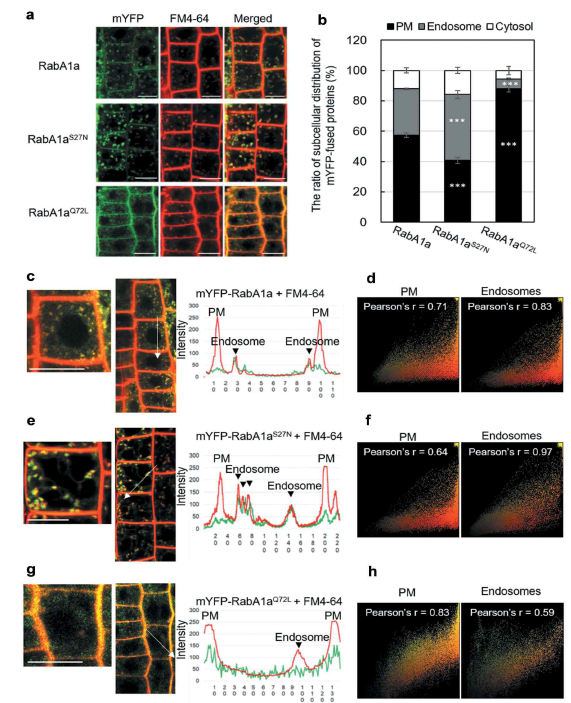 The distinct subcellular proportion of RabA1a, RabA1aS27N, and RabA1aQ72L. (a) The mYFP-RabA1a, mYFP-RabA1aS27N, and mYFP-RabA1aQ72L proteins colocalized with FM4-64-labeled plasma membrane (PM) and endosomes, and were weakly detectable in the cytosol of the Arabidopsis root. The respective possession rate of signals at the PM, endosomes, and cytosol were completely different depending on the form of RabA1a. Scale bar = 10 μm. (b) The quantitative analysis of the subcellular distribution of mYFP-RabA1a, mYFP-RabA1aS27N, and mYFP-RabA1aQ72L at each of the PM, endosomes, and the cytosol. The ratio of mYFP signals at distinct subcellular organelles were measured using the FIJI 1.52i (National Institute of Health). For this analysis, more than 30 cells were used. Asterisks indicate significant differences; ***P < 0.001 Students’ t-test, error bars show the SE (n = 30). (c, e, g) mYFP-RabA1a, mYFP-RabA1aS27N, and mYFP-RabA1aQ72L proteins were analyzed by intensity profiles at the PM or endosomes across the root cells. The left panels are the magnified images of white arrow area. The white arrow indicates the direction of the intensity profile as presented on the X-axis (nm). (d, f, h) The scattered plots with Pearson’s coefficients (r-value) quantifying the degrees of colocalization at the PM or endosomes between FM4-64 and mYFP-RabA1a, mYFP-RabA1aS27N, or mYFP-RabA1aQ72L. The images of root cells (n = 30) were analyzed using PSC colocalization Plugin of the FIJI 1.52i, and the results are presented as scatter plots with Pearson’s coefficients r-value