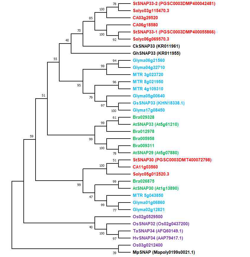 Phylogenetic tree of SNAP25 proteins in plants. Phylogenetic analysis was performed using MEGAX software (Kumar et al., 2018) with full amino acid sequences of the retrieved SNAP25 proteins from public databases; UniProt, GenBank, Sol Genomics, and Phytozome, and additionally only functionally studied SNAP25 proteins from G. soja, H. vulgare, T. aestivum, G. hirsutum, and C. komarovii. The bootstrap values from 1000 replicates are depicted at the nodes. Different colors indicate the following: green, Brassicaceae; red, Solanaceae; blue, Fabaceae; violet, Poaceae; black, other functionally reported SNAP25 proteins