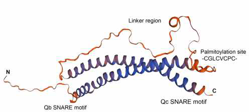 Structure of SNAP25 in humans. SNAP25 proteins comprise a coiled-coil of the Qb domain at the N-terminus, a linker region, and a coiled-coil of the Qc domain at the C-terminus. Images were prepared by SWISS-MODEL, an automated protein structure homology-modeling server, using SNAP25 protein from humans (UniProtKB - P60880) (Waterhouse et al., 2018)