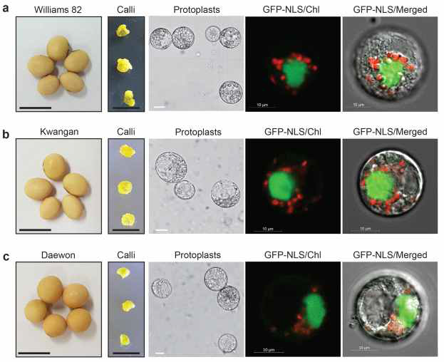 Callus-derived protoplasts of three soybean cultivars including Williams 82, Kwangan, and Daewon, as a new editing tool. a Williams 82 seeds, propagating calli, callus-derived protoplasts, and images of GFP:NLS-expressing protoplast; b Kwangan seeds, propagating calli, callus-derived protoplasts, and images of GFP:NLSexpressing protoplast; c Daewon seeds, propagating calli, callusderived protoplasts, and images of GFP:NLS-expressing protoplast. Black scale bar = 1 cm, white scale bar = 10 μm