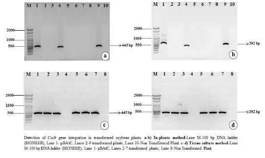 In planta 형질 전환 방법과 tissue-culture 형질전환 방법으로 얻어진 유전가가위도입 콩에서 Cas9 삽입 여부를 확인한 PCR 분석