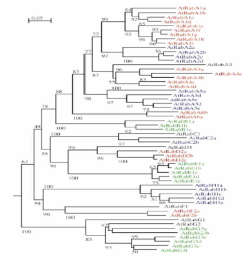 Neighbour-joining tree of the Arabidopsis RabGTPase superfamily (Pereira-Leal J.B and Seabra M.C., 2001 JMB)