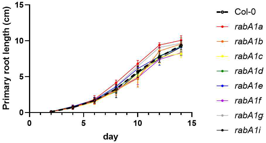 CRISPR/Cas9 유전자가위를 적용한 raba1 subfamily 돌연변이체의 주근 길이 비교 분석