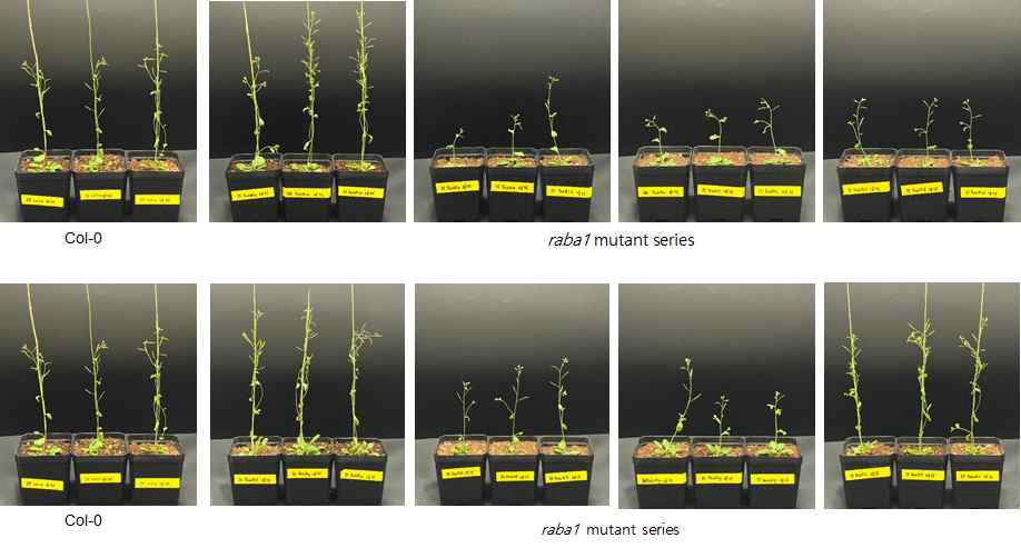 CRISPR/Cas9 유전자 가위를 적용한 raba1 subfamily 돌연변이체의 장일 조건에서 야생형(Col-0) 과의 표현형 비교 분석