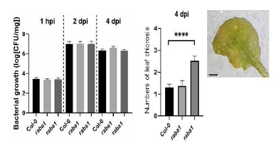 병원성 박테리아 접종 후 시간에 따른 박테리아의 생장 비교 그래프 및 접종 4일 후 leaf-chlorosis가 나타나는 유전자형에 따른 표현형의 정량적 비교 그래프