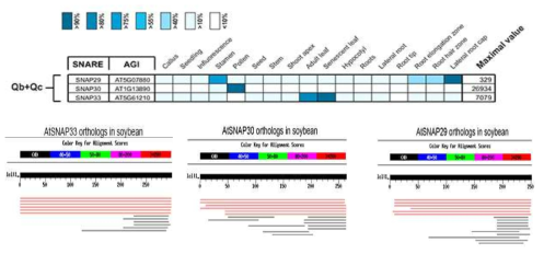 애기장대 Qbc SNARE homologs,SNAP29와 SNAP30 유전자의 조직별 발현 및 콩의 orthologs 분석
