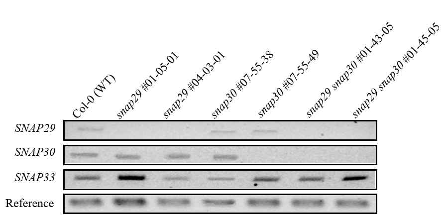 CRISPR/Cas9으로 구축한 돌연변이체의 RT-PCR결과