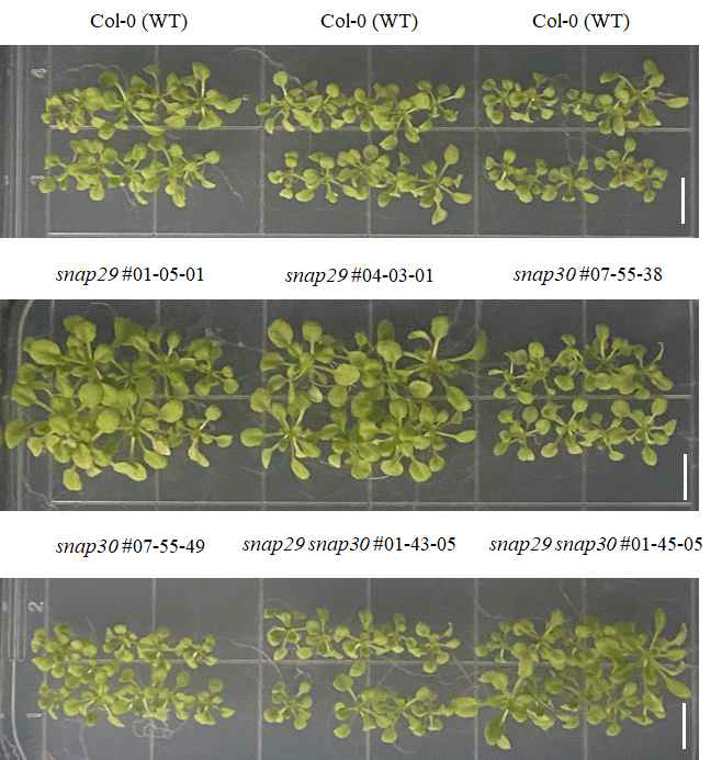 snap29, snap30, snap29 snap30 돌연변이체 표현형(1/2 MS)