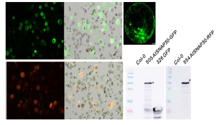 AtSNAP30-GFP/RFP를 발현시킨 애기장대 원형질체를 confocal 현미경으로 관찰하여 세포 내 위치를 확인. 발현된 단백질은 GFP/RFP-fused SNAP30 크기임을 확인