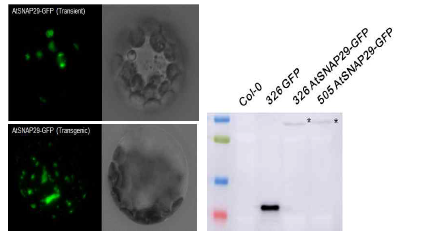 AtSNAP29-GFP가 발현된 원형질체에서 세포 내 위치를 confocal 현미경으로 세포 내 발현 위치 확인. western blotting으로 GFP-fused SNAP29가 예상된 크기로 존재함을 확인