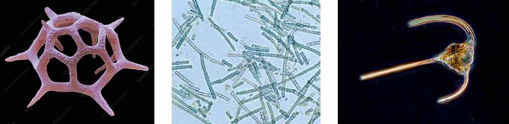 우점종으로 출현한 Silicoflagellate(좌) Blue-Green Alage(중) Dinoflagellates(우)