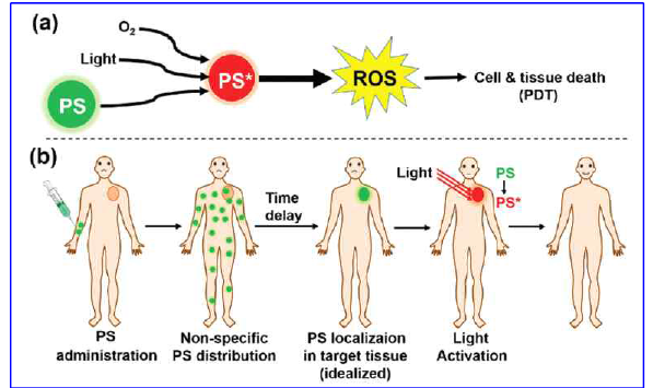 광역학 치료에 사용되는 감광제 작용기작 모식도