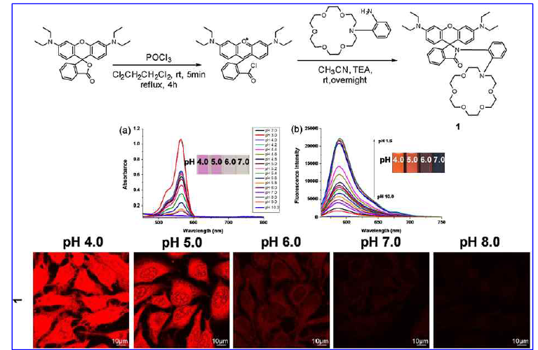 pH 변화 감지 프로브 1 구조 및 pH에 따른 형광 변화