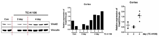 Mouse cortex에서 TC-H106 투여에 의한 VMAT2 발현 증가양상