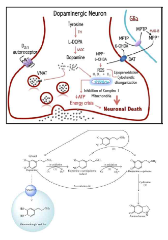 도파민의 합성 (위)과 산화 반응(아래) (Rangel-Barajas C. et al, 2015; Munos P et al., 2012)