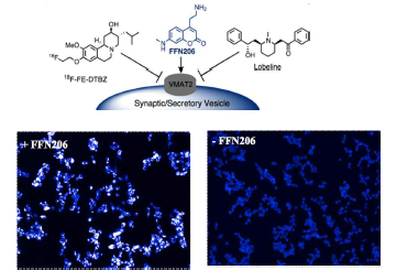 VMAT2가 과 발현된 HEK-293T 세포에 FFN206 처리에 따른 세포 내 발현 양상 비교 사진