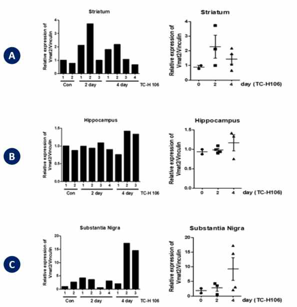 (A) Striatum에서의 TC-H106 투 여에 따른 VMAT2 발현 (B) Hippocampus에서의 TC-H106 투여에 따른 VMAT2 발현 (C) Substantia Nigra 에서의 TC-H106 투여에 따른 VMAT2 발현