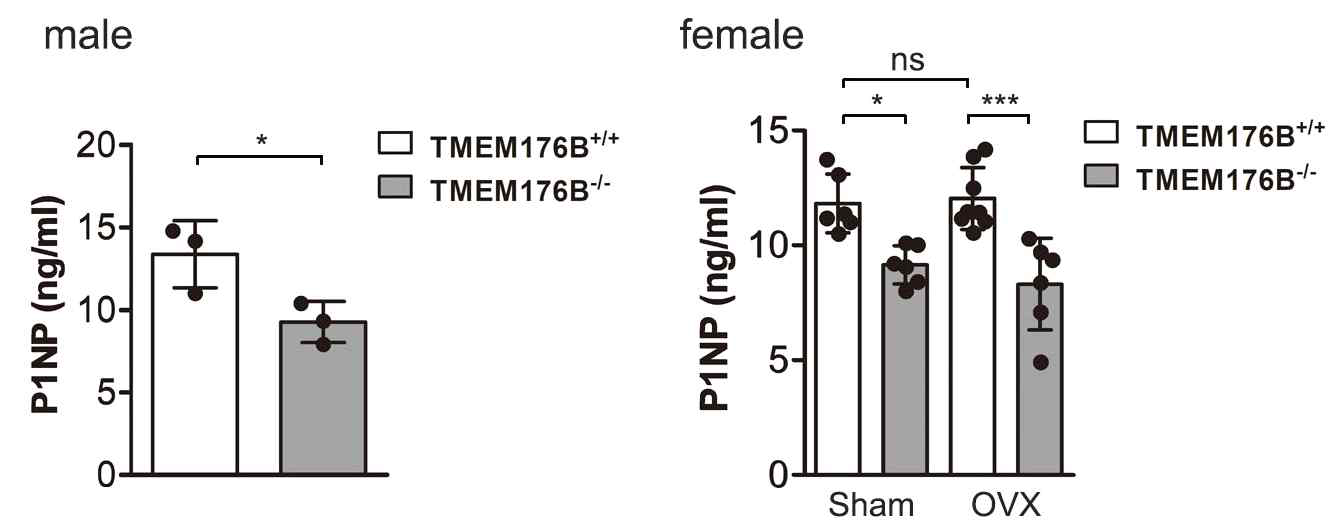 TMEM176B가 결손된 생리조건의 수컷 마우스와 난소절제 모델의 암컷 마우스의 혈청 내 PN1P 분석
