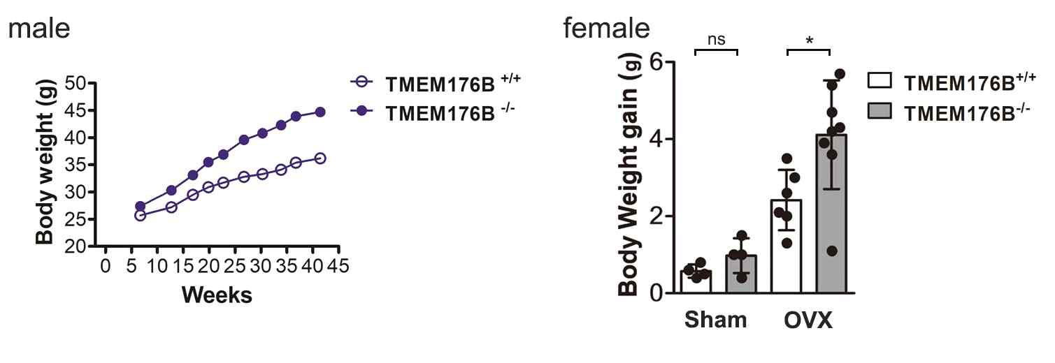 정상식이에서 TMEM176B가 결손된 수컷 마우스와 난소절제 모델의 암컷 마우스의 체중변화
