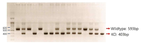 TMEM176B KO 마우스의 genotyping