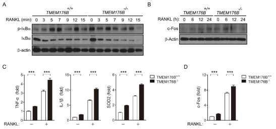 TMEM176B 결손에 의한 NF-κB 활성과 c-Fos 발현의 증가