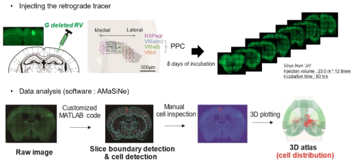 역행성 추적자를 활용한 후두정피질 뇌영역(시각, 청각 피질)의 3차원 생쥐 뇌지도 매핑 과정