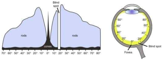 망막내 원추세포 및 상관세포 분포