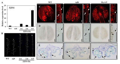 TZF6 과발현체와 KO 돌연변이체를 이용한 표현형 비교 (E: Epidermis; En: Endothecium; PG: Pollen grain; ST: Stomium; V: Vascular)