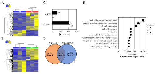 RNA-seq을 통한 TZF6에 의해 발현이 영향을 받는 유전자군 분석