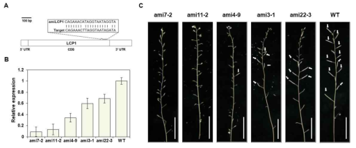 artificial miRNA를 이용한 LCP1 knock-down 식물체를 통해 표현형 분석