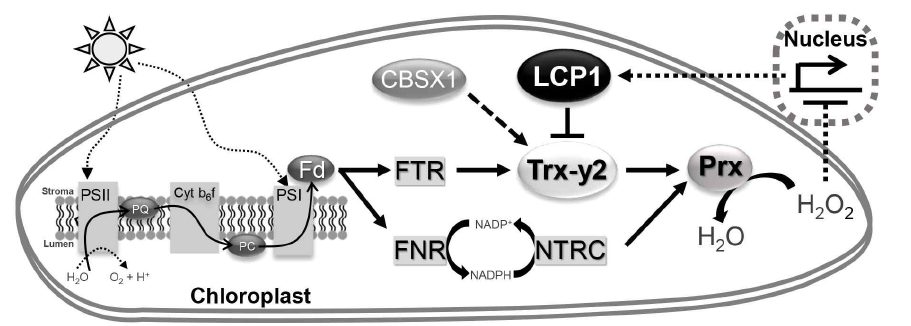 LCP1의 schemetic diagram. LCP1은 Trx-y2의 활성을 조절하여 엽록체 내의 활성산소의 항상성을 조절한다