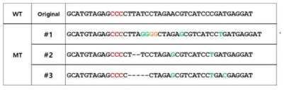염기서열 분석을 통한 유전자 변이 양상 확인