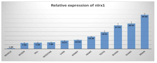 qRT-PCR 분석을 통한 성체 조직별 nlrx1의 발현 양상